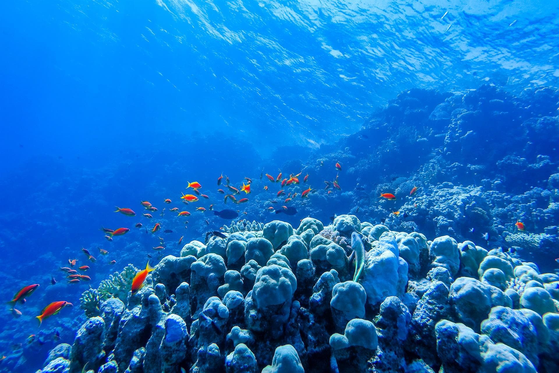 Curso buceo en A Coruña